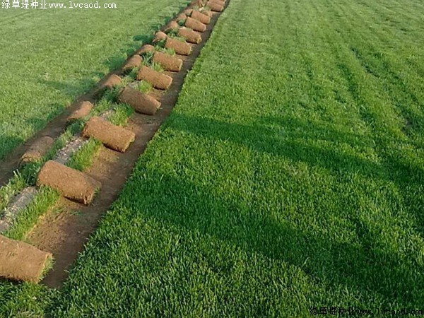 我的手機 2019/8/7 15:42:11 播種草坪種子的方法有哪些