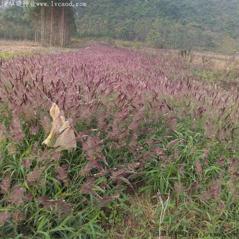 糖蜜草