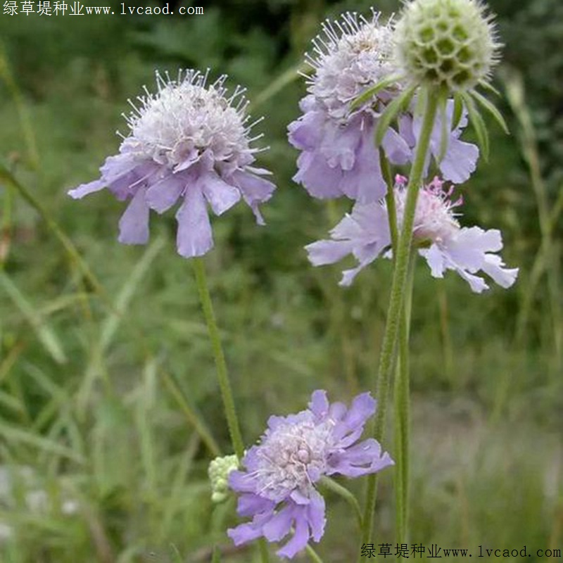 輪峰菊