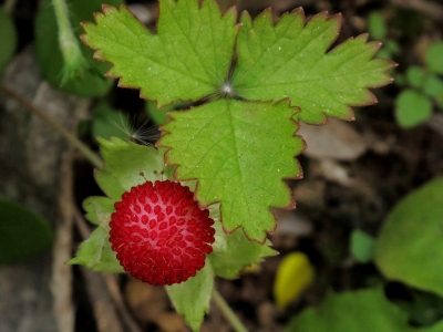 蛇莓種子價(jià)格_圖片_種植方法