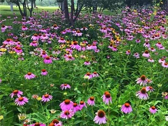  【松果菊種子】「松果菊」的種植方法