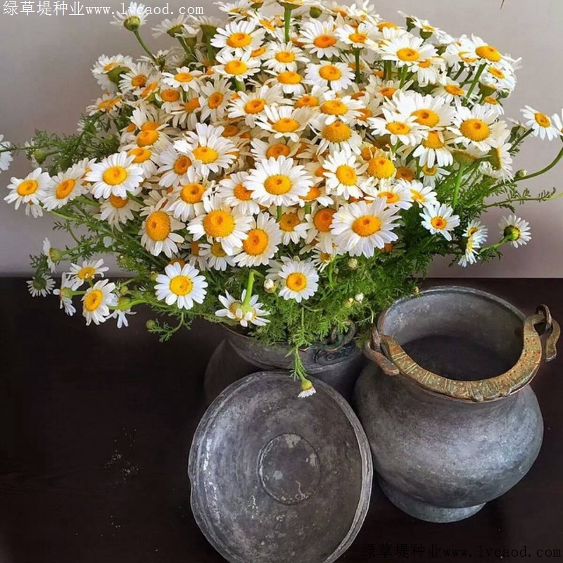 進口小雛菊