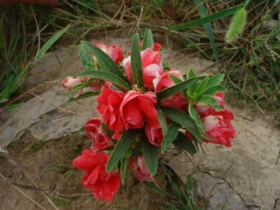 長春花種子幾月份播種,長春花種子發芽率怎么樣