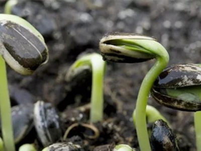 食用向日葵種子種植技術中耕管理