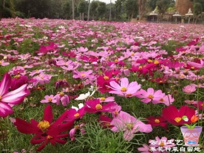 常見草花種子的播種方法及優勢