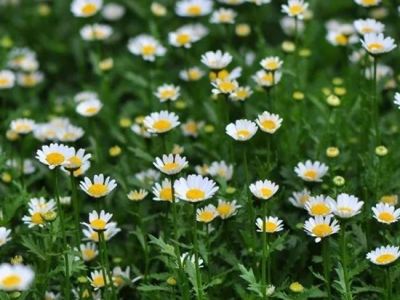 「白晶菊/小白菊」的種植方法