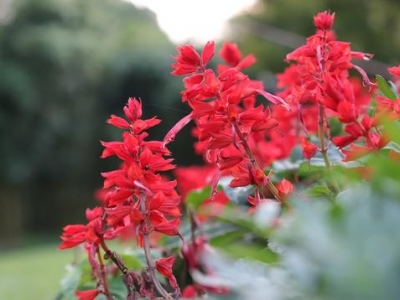 “一串紅”播種正當(dāng)時(shí)，注意防治病蟲害，夏天陽臺(tái)添色彩