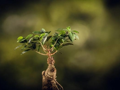 人參花什么時(shí)候播種？花菱草的種植方法！