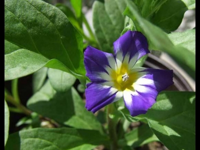 觀賞價值高開花顏色分明，三色旋花成熱門選擇，你知道怎么養(yǎng)護嗎