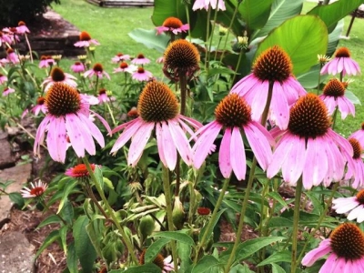 可以養花盆里的松果菊，可以保持多年生長，播種時要講究技巧