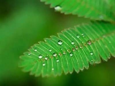 含羞草怎么養？含羞草害羞的原理是什么