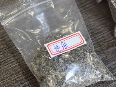 地膚種子應該在什么時候種植？