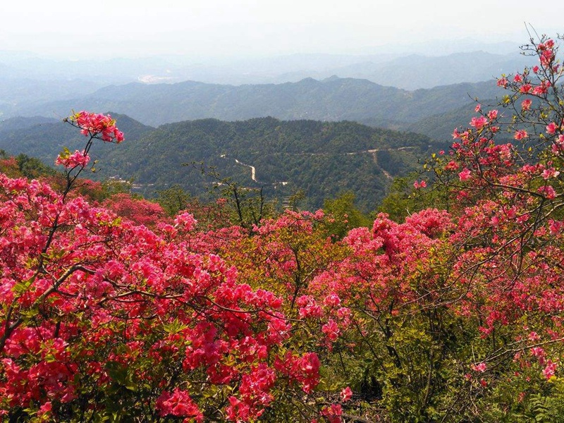 杜鵑花