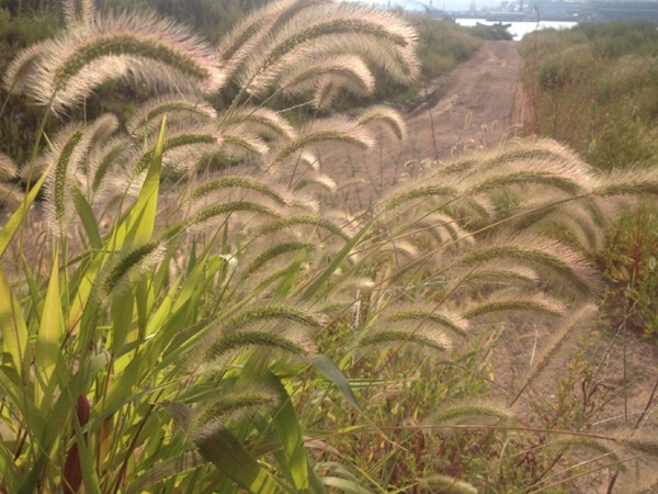 雜交狼尾草和皇竹草對比