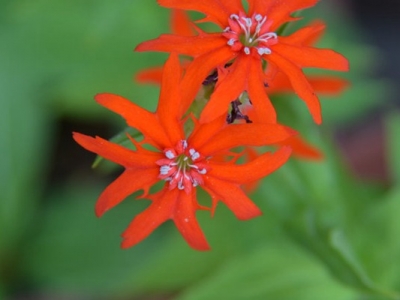 剪秋羅花期有多久、花朵開的時間長嗎