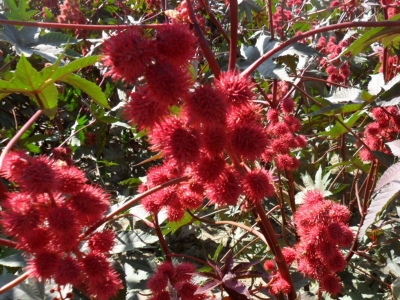 紅色蓖麻幾天發芽，幾天開花？