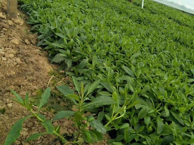 柳葉馬鞭草發芽開花時間