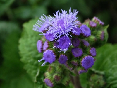 藿香薊什么時(shí)候發(fā)芽，幾天開花？