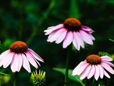 紫松果菊幾天發(fā)芽，什么時候開花