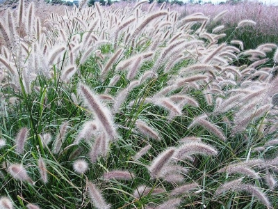 東方狼尾草幾天發(fā)芽多久開花？