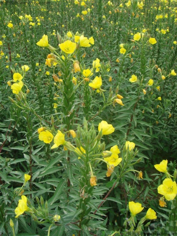 夜來香種子發(fā)芽出苗開花圖片