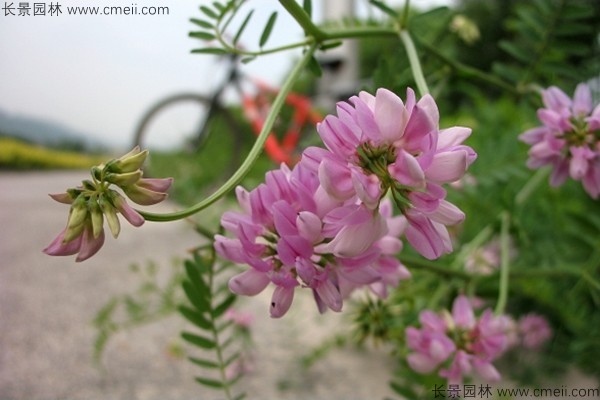 小冠花種子發芽出苗開花圖片