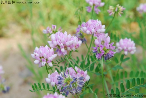 小冠花種子發芽出苗開花圖片