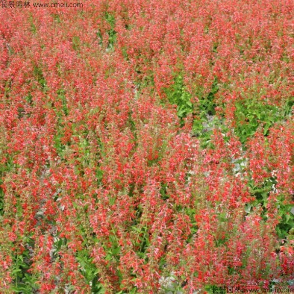 一串紅種子發芽出苗開花圖片