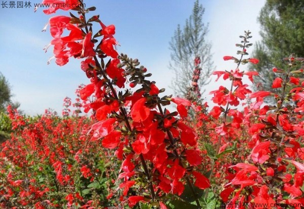 一串紅種子發(fā)芽出苗開花圖片