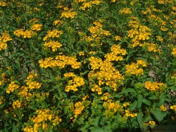 七里黃種子發芽出苗開花圖片