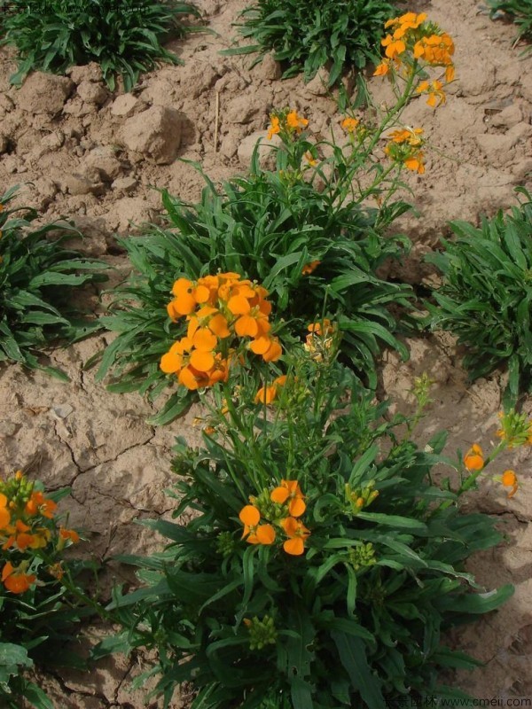 七里黃種子發(fā)芽出苗開(kāi)花圖片