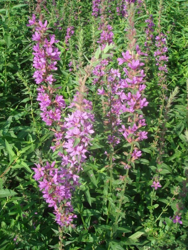 千屈菜種子發(fā)芽出苗開(kāi)花圖片