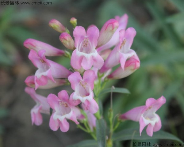 吊鐘柳種子發(fā)芽出苗開花圖片