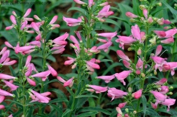 吊鐘柳種子發(fā)芽出苗開花圖片