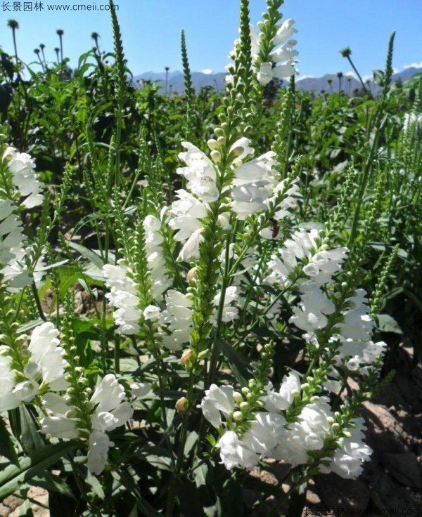 假龍頭種子發芽出苗開花圖片