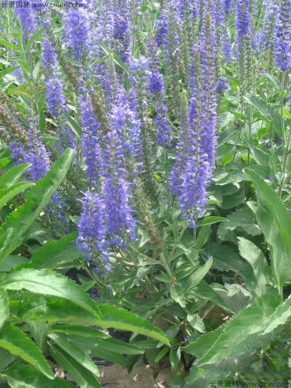 婆婆納種子發(fā)芽出苗開(kāi)花圖片