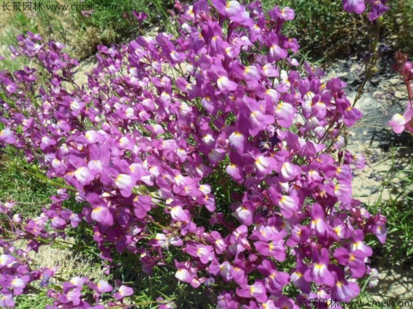 柳穿魚種子發(fā)芽出苗開花圖片