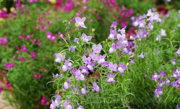 柳穿魚種子發芽出苗開花圖片