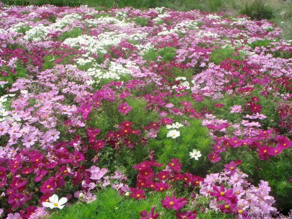 波斯菊種子發(fā)芽出苗開(kāi)花圖片