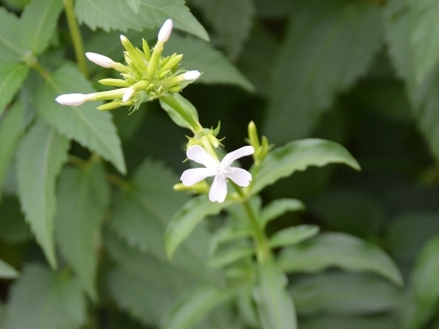 肥皂草的花期是什么時候？