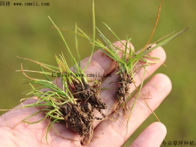 果嶺草草坪種植要注意什么