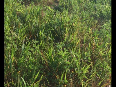 糖蜜草怎么種植，具體的種植步驟