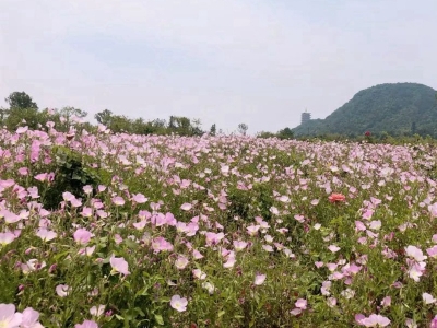 美麗月見草的栽培有什么講究？