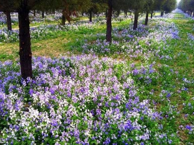 二月蘭的花語