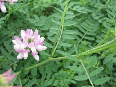 小冠花種子的種植方法，什么時候播種？