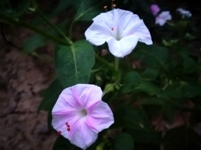 紫茉莉和夜來香的區別