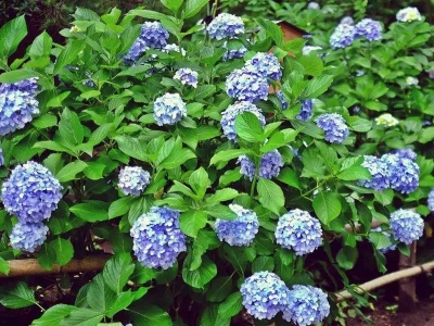 繡球花一年開花開幾次