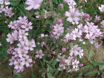 滿天星種子發芽后怎么養