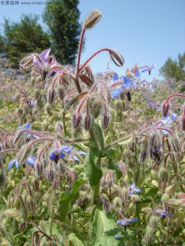 琉璃苣種子發(fā)芽出苗開花圖片