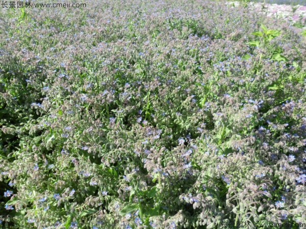 琉璃苣種子發芽出苗開花圖片